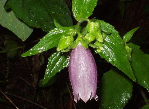 ヤマホタルブクロ