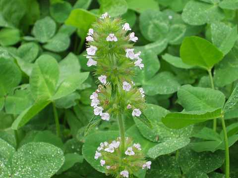 ヤマクルマバナ