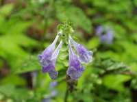 ���}�^�c�i�~�\�E