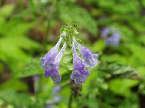 ヤマタツナミソウ