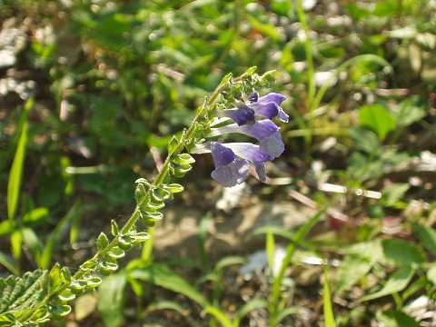 ヤマタツナミソウ