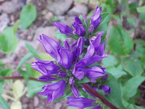 リンドウザキカンパニュラ