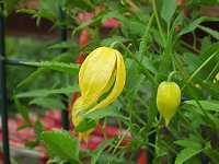 �N���}�`�X�E�w���I�X