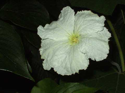 ヒョウタンの花