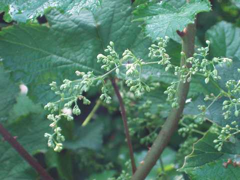 カナムグラの雄花