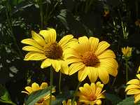 �L�N�C�����h�L