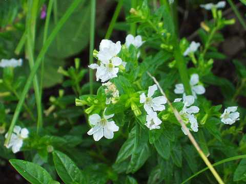 メキシコハナヤナギ