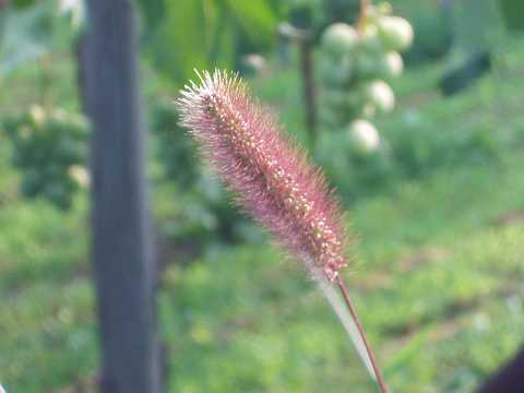 ムラサキエノコロ