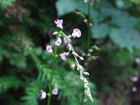 �k�X�r�g�n�M