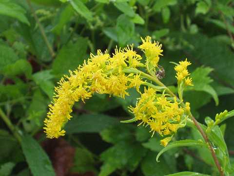 オオアワダチソウ