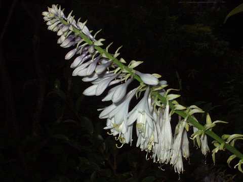 �I�I�o�M�{�E�V