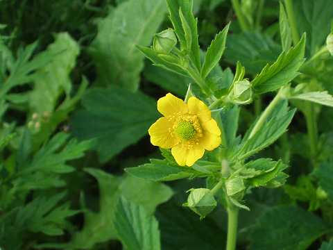 オオダイコンソウ