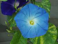 �Z�C���E�A�T�K�I