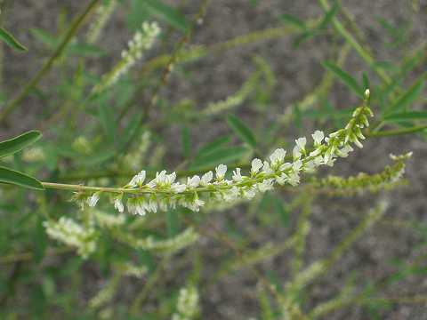 シロバナシナガワハギ