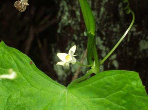 スズメウリの花