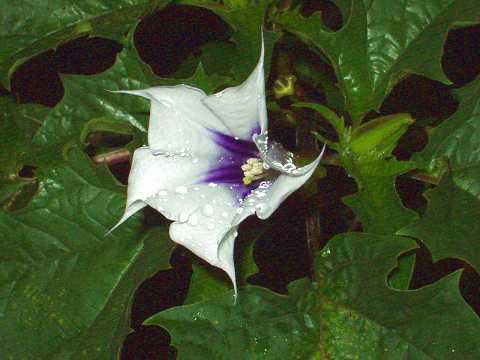 チョウセンアサガオ