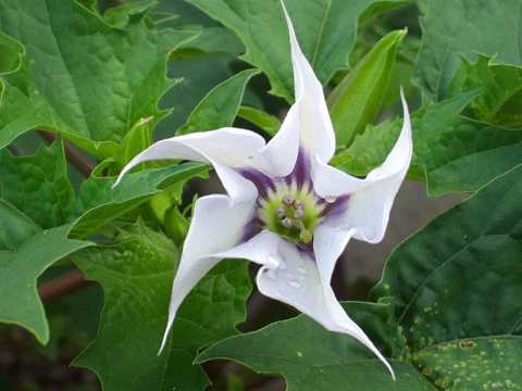 チョウセンアサガオ