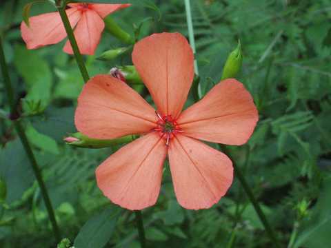 フシグロセンノウ