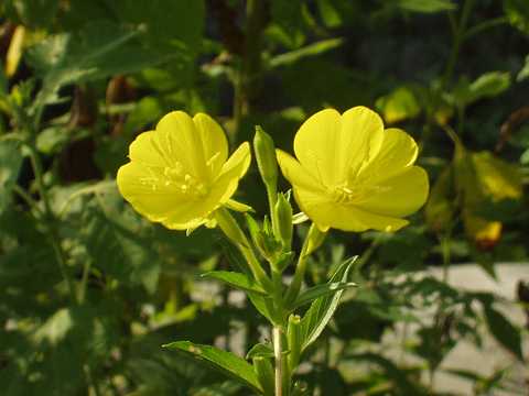 メマツヨイグサ