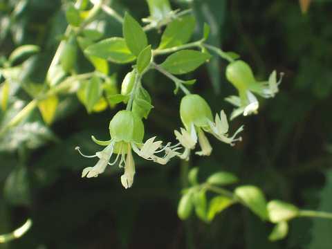 ナンバンハコベの花