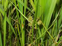 �^�}�K���c��