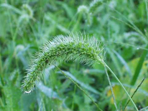 アキノエノコログサ