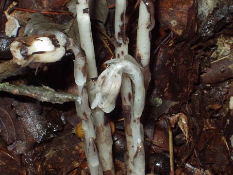 ギンリョウソウモドキ