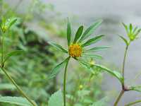 �A�����J�Z���_���O�T