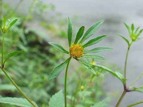 アメリカセンダングサ