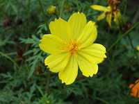 �L�o�i�R�X���X