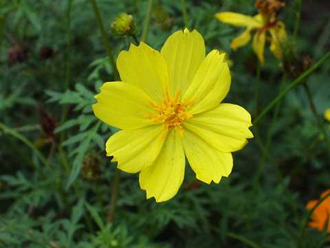 キバナコスモス