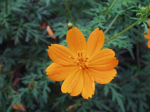 キバナコスモス