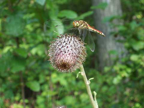 �I���}�{�N�`