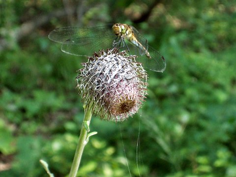 �I���}�{�N�`