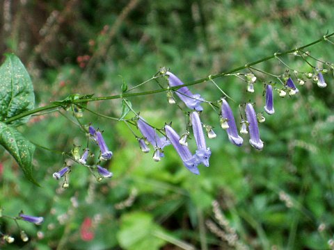 セキヤノアキチョウジ
