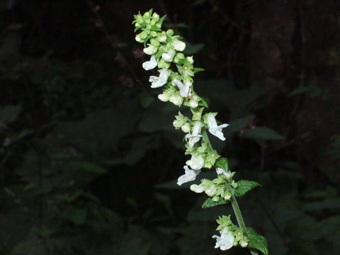 シロバナヤマハッカ