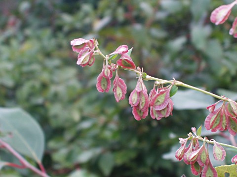 オオツルイタドリ