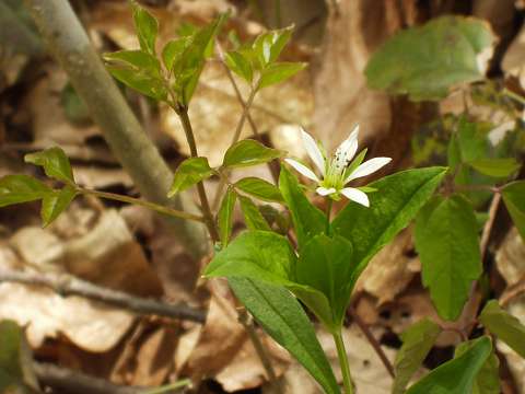 ヒゲネワチガイソウ