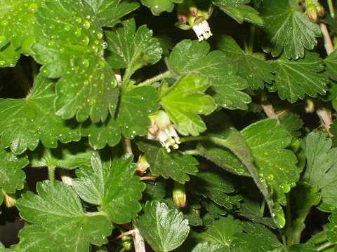 マルスグリの花