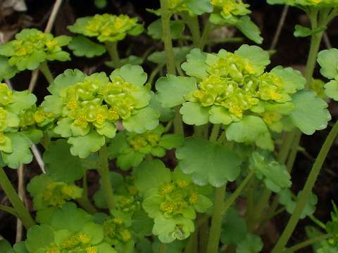 ���}�l�R�m���\�E