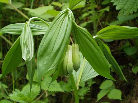 ホウチャクソウ