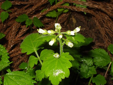 マルバコンロンソウ