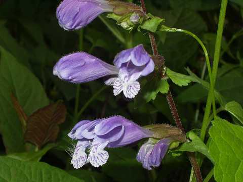 ラショウモンカズラ