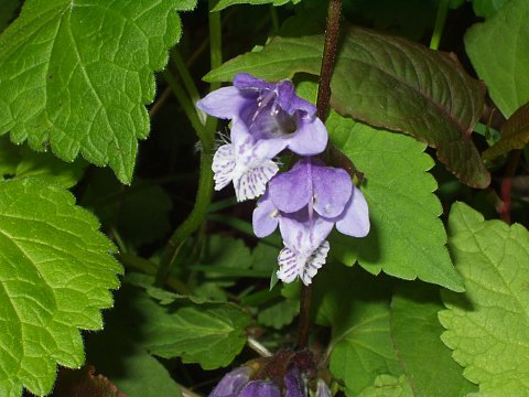 ラショウモンカズラ
