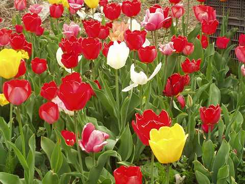 チューリップ