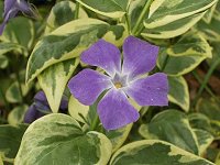 �t�C���c���j�`�j�`�\�E