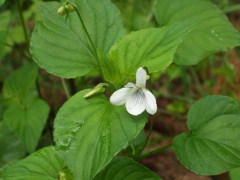 エゾノタチツボスミレ