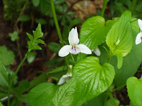 エゾノタチツボスミレ