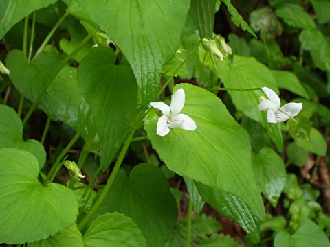 エゾノタチツボスミレ