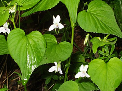 エゾノタチツボスミレ